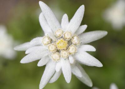Schweiz Busreise nictours 2025 Edelweiss