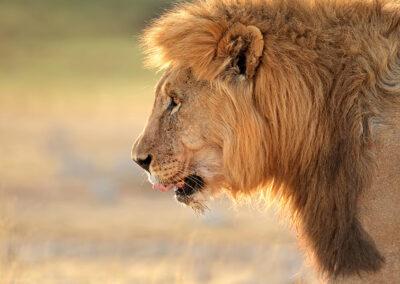 Namibia begleitete Flugreise mit nictours