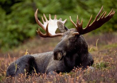 Schweden Elch Busreise nicotours 2025