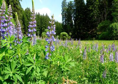 Fichtelgebirge Sommerüberraschung