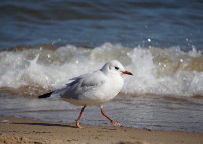 Möwe