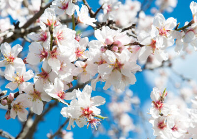 Saisoneröffnung Pfalz Mandelblüten Nictorus Busreisen 2026