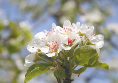 Apfelblüte Steiermark