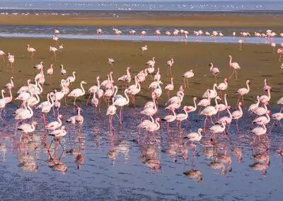 Namibia begleitete Flugreise mit nictours flamingos