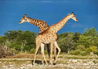 Namibia begleitete Flugreise mit nictours giraffen