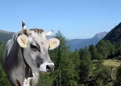 Kuh in den Bergen von tirol