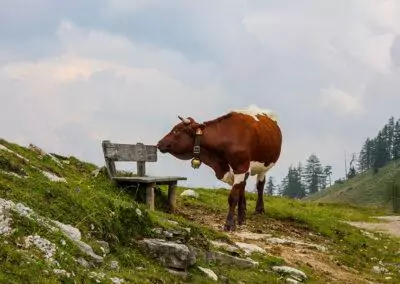 Kuh in den Bergen von tirol