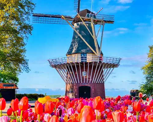 Tulpenblüte in Holland