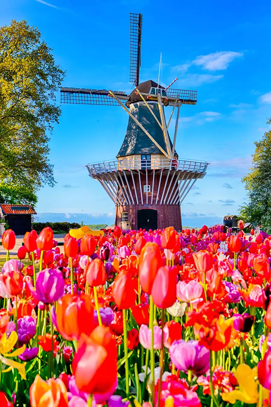 Tülpenblüte in Holland