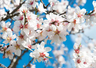 Saisoneröffnung Pfalz Mandelblüten Nictorus Busreisen 2026