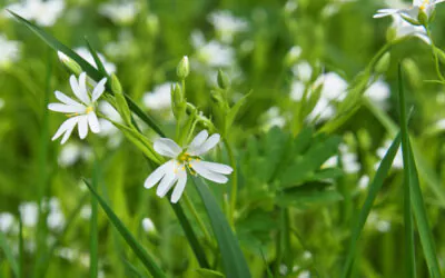 SAISONERÖFFNUNG FAHRT INS BLAUE