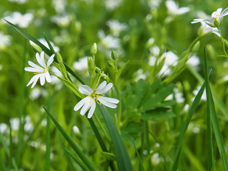 SAISONERÖFFNUNG TAGESFAHRT INS BLAUE