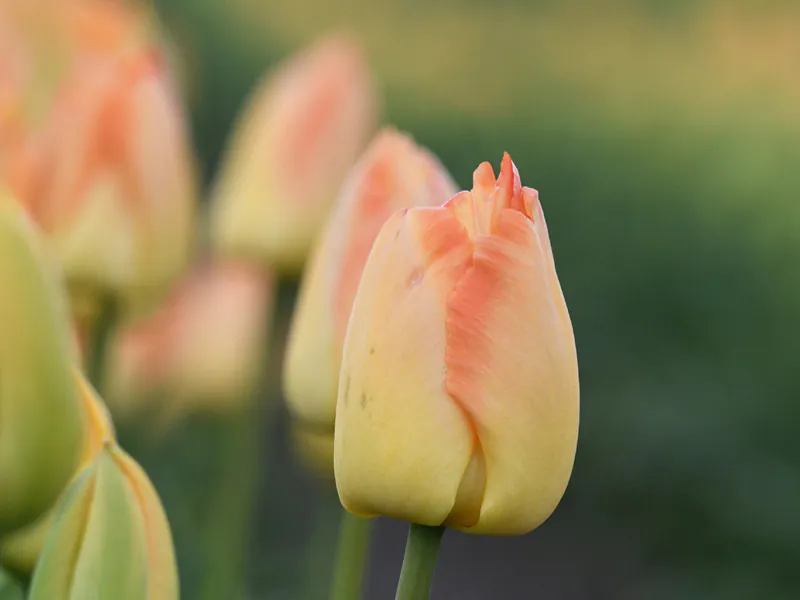 BLÜTENZAUBER & HOLLÄNDISCHES FLAIR