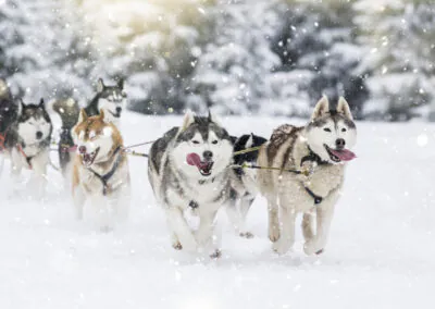 Ihr Hotel: Das familienfreundliche Resort „Holiday Club Tropiikki“ liegt zwischen Kuusamo und Ruka im Norden Finnlands, direkt am Petäjä-See. Die weitläufige Anlage umfasst ein Haupthaus, mehrere Nebengebäude mit Apartments und Ferienhäuser. Im Haupthaus befindet sich das Hotelrestaurant, wo gebuchte Mahlzeiten eingenommen werden und ein rustikaler Pub, der lokale Speisen und Burger serviert. Die Hotelgäste haben täglichen Zugang zum Schwimmbad mit Sauna und Fitnessbereich. Die renovierten und modern eingerichteten Doppelzimmer befinden sich im Haupthaus und verfügen über Bad oder Du/WC, TV und Haartrockner sowie gratis WLAN. Die Apartments sind großzügig geschnitten, bieten 2 Schlafzimmer, einen Wohnbereich mit Kamin, eine Küche und eine private Sauna zur Entspannung. Informationen zu den Inklusivausflügen: Schnuppersauna am See – Die traditionsreiche Saunakultur in Finnland ist ein wichtiger Bestandteil der finnischen Kultur und aus dem Leben der Finnen nicht wegzudenken. Wer mag lässt den Tag mit einem Saunabesuch und anschließendem Eisbad im See ausklingen. Schneeschuhwanderung ab/an Hotel – Auf einer Schneeschuhwanderung durch winterliche Landschaften erleben Sie die Schönheiten des Winterwunderlandes hautnah. Ausgerüstet mit Leihschuhen und einer kleinen Einweisung geht es über zugefrorene Seen und Wege. Hinweise: ca. 1 Std. / teilweise englischsprachiger Guide, Einführung mit deutscher Übersetzung Besuch einer Rentierfarm Beim Besuch der Rentierfarm, die seit 6 Generationen von der Familie von Satu geführt wird, lernen Sie viel über das Leben der Tiere. Besonders reizvoll ist der Besuch im „Rentier-Kindergarten“, wenn die kleinen Vierbeiner ganz ohne Scheu mit Ihnen auf Tuchfühlung gehen. Eine kurze Fahrt mit dem Rentierschlitten rundet Ihren Ausflug wunderbar ab. Hinweise: 2 Teilnehmer pro Rentierschlitten als Selbstfahrer / auch für Anfänger geeignet / sehr warme Handschuhe und Kleidung zwingend erforderlich Hundeschlittenfahrt 5 km Der wohl emotionalste Weg die Weite und Schönheit des verschneiten Skandinaviens zu entdecken, ist ein Ausflug mit einem Hundeschlittengespann. Nach einer Sicherheitseinweisung und dem Kennenlernen des Gespanns geht es je nach Schneesituation mit bis zu 6 Hunden los. Begleitet von einem erfahrenen Guide finden die Hunde schnell ihr Tempo und lassen das Gespann durch die tief verschneite Landschaft gleiten. Die 5 km Tour vermittelt Einsteigern ein gutes Gefühl und kurzweiliges Erlebnis auf zugefrorenen Seen. Ein Stopp bietet Zeit für Fotos oder Fahrerwechsel. Am Ende der Tour bleibt Zeit, um am Feuer das Erlebte Revue passieren zu lassen. Hinweise: inkl. Transfers ca. 2,5 Std. / englischsprachiger Guide / 2 Teilnehmer pro Hundeschlitten als Selbstfahrer / körperliche Fitness und Durchhaltevermögen zwingend erforderlich / sehr warme Handschuhe und Kleidung zwingend erforderlich Schlitttenhunde